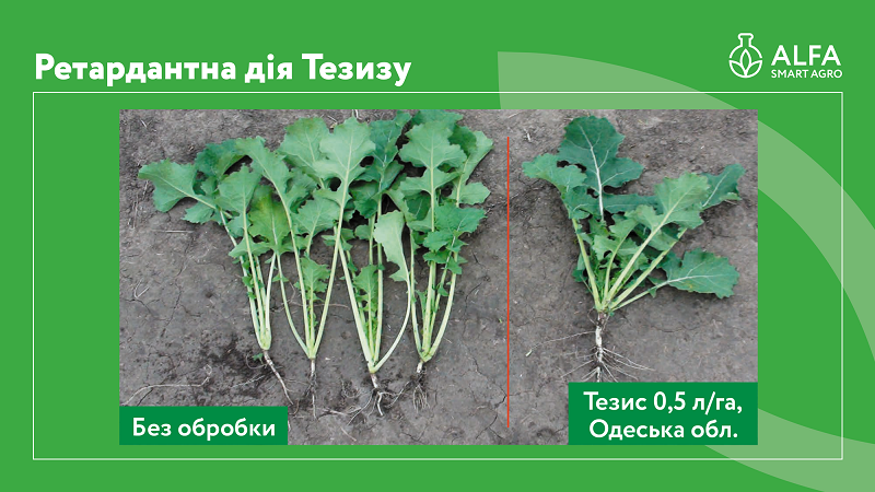 Ретардантна дія Тезису (тебуконазол, 500 г/л)